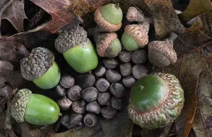 lucky charm - acorn