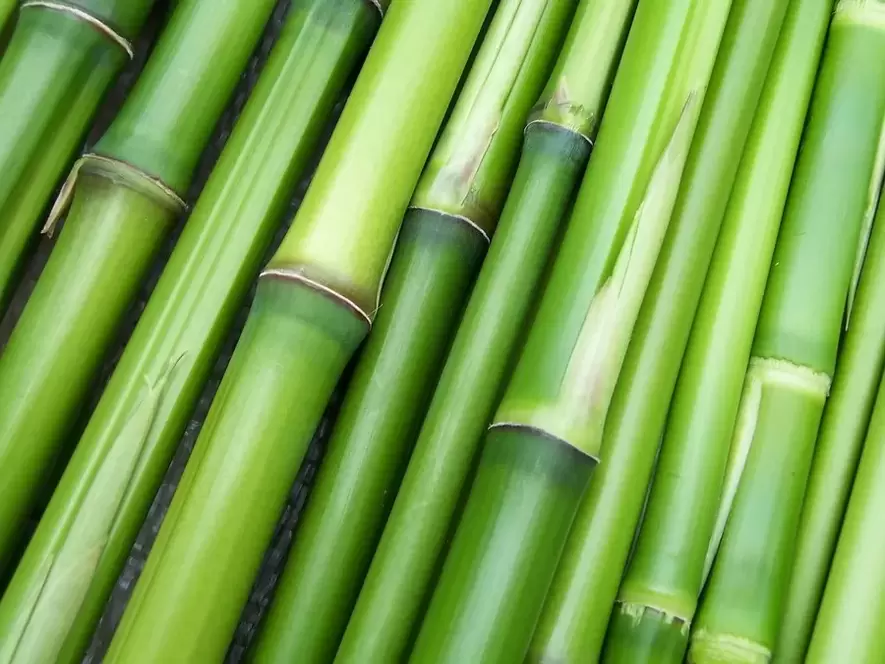lucky charm - bamboo
