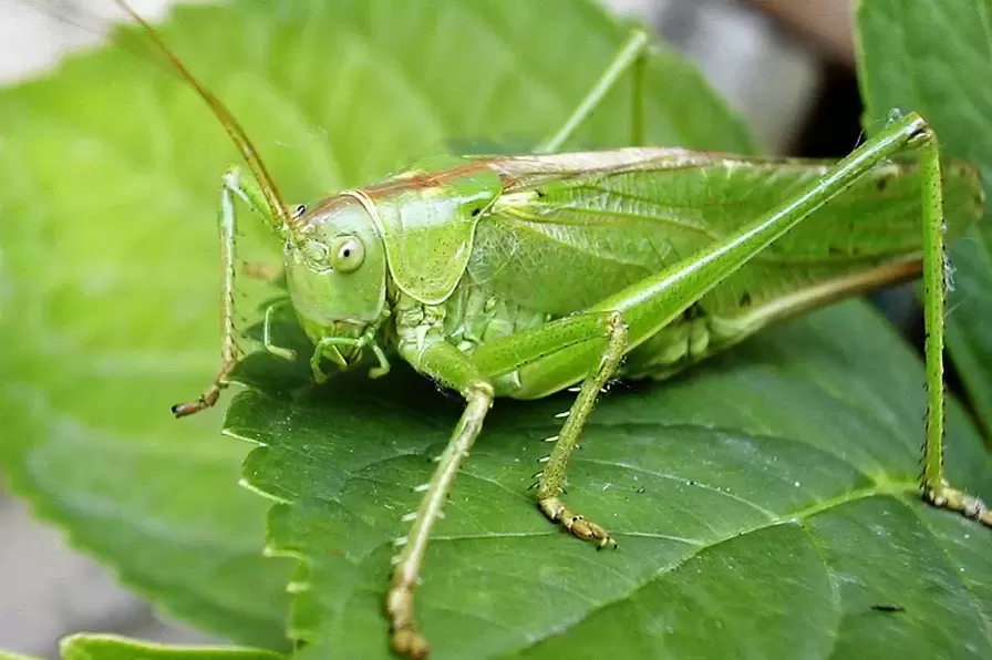 lucky charm - cricket