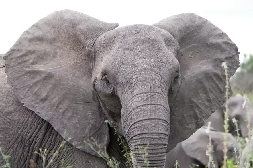 lucky charm - elephant
